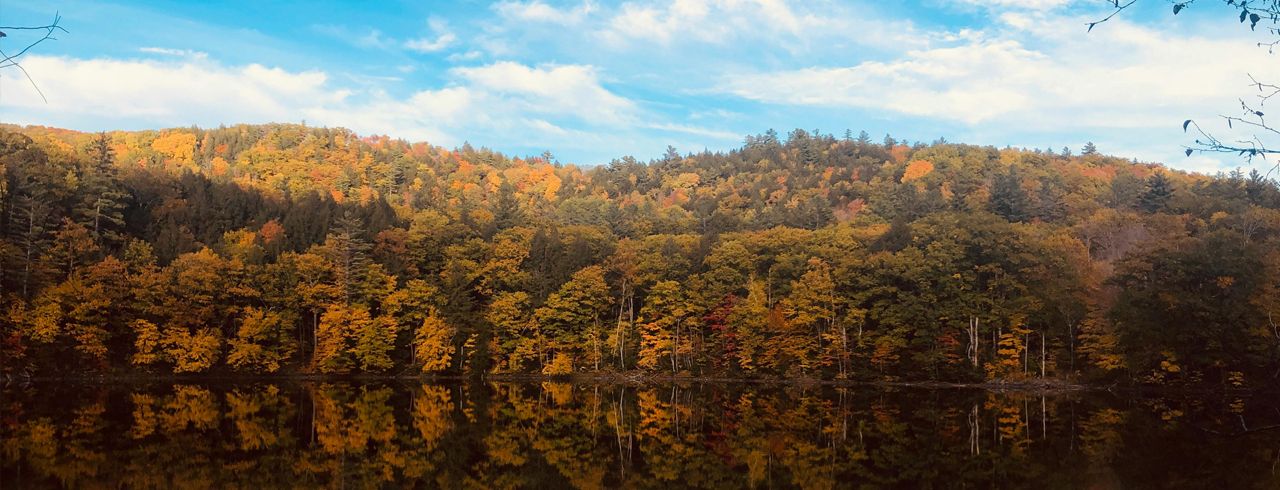 a view of trees changing color in autumn